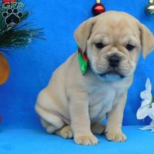 Holly, Miniature Bulldog Puppy